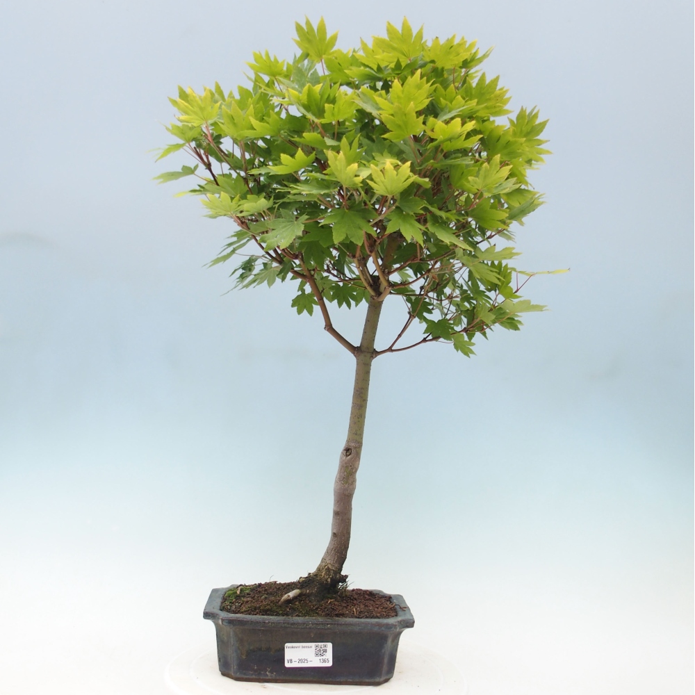 Vonkajší bonsai - Javor palmatum katsura GISAN - Javor dlanitolistý