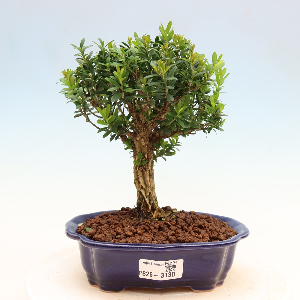 Izbové bonsaje - Buxus harlandii - korkový buxus