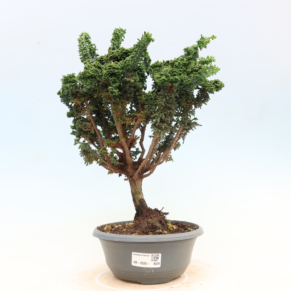 Vonkajší bonsaj - Cham. obtusa SEKKA HINOKI - Cypruštek