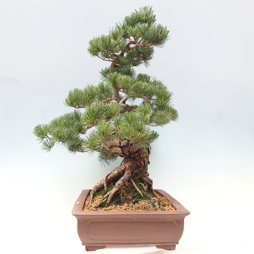 Vonkajšie bonsaje - Pinus parviflora - Pinus parviflora