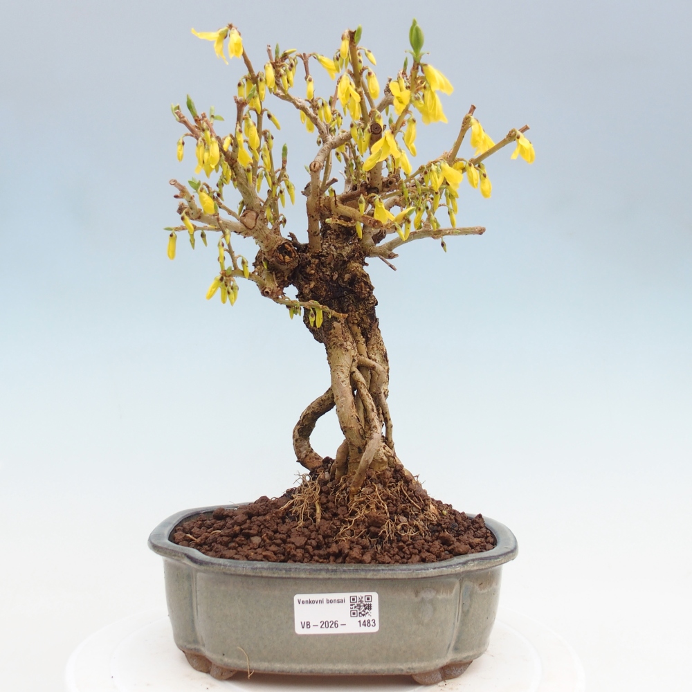 Vonkajší bonsai - Zlatice - Forsythia koreana