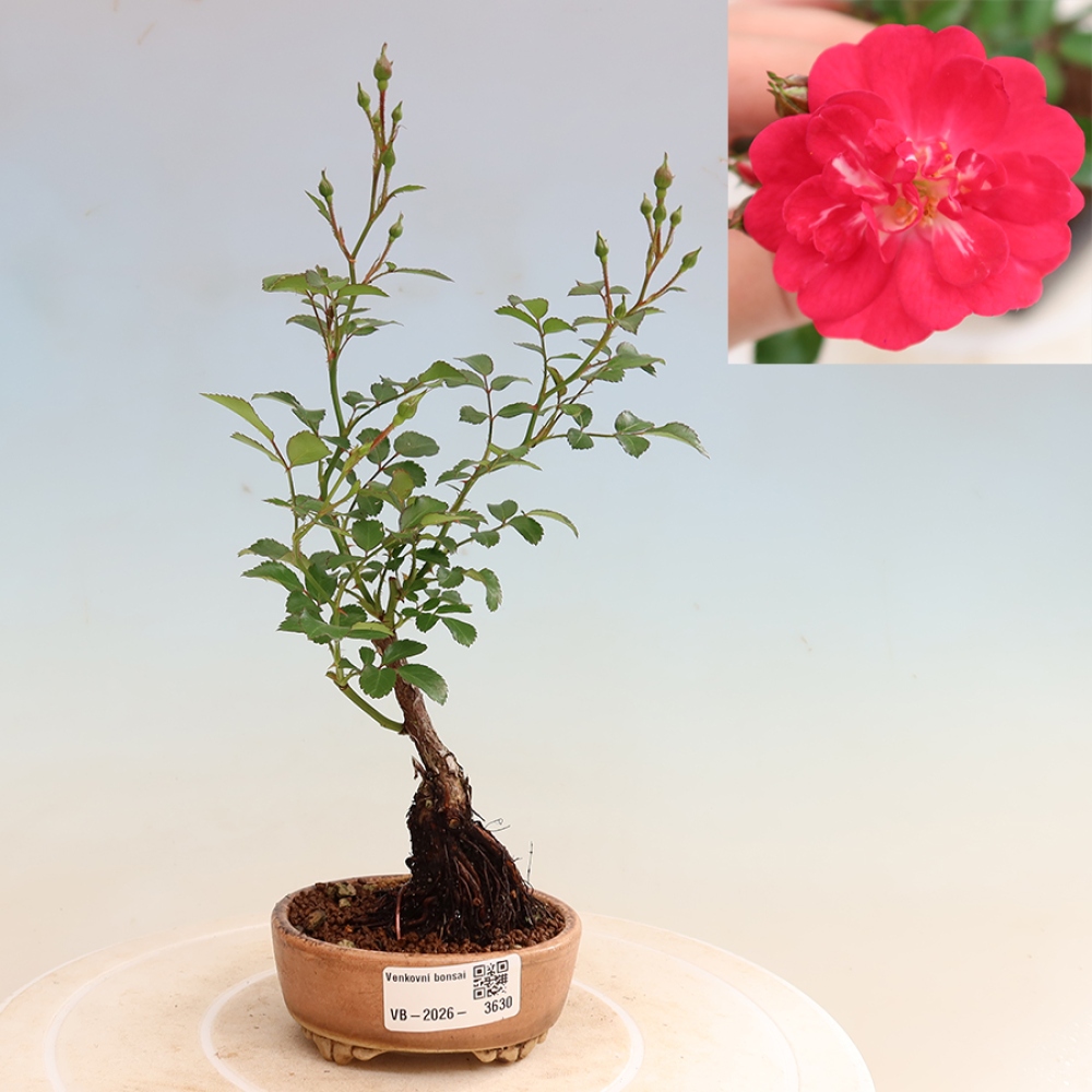 Vonkajšie bonsaje – Rosa Kordes – ruže