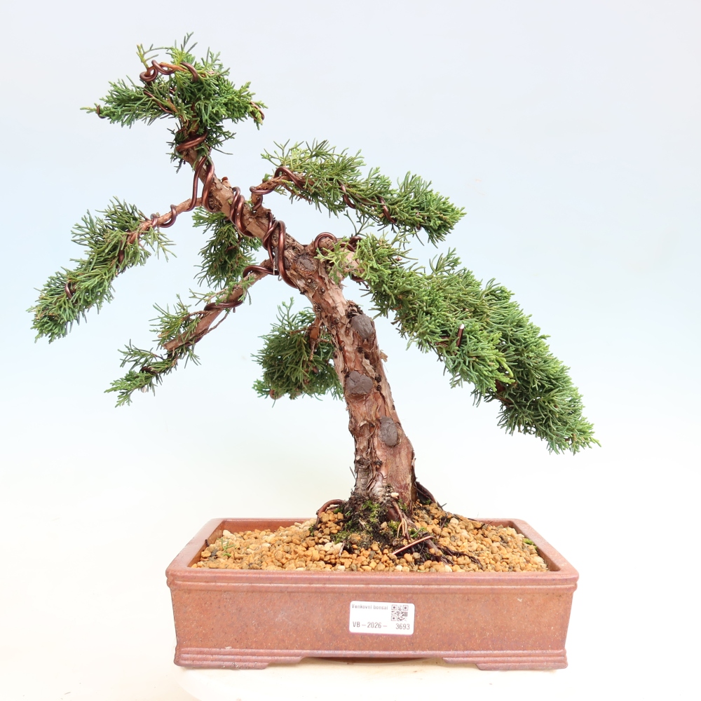 Vonkajší bonsaj - Juniperus chinensis Kishu