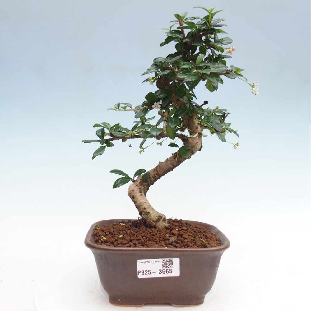 Izbová bonsai - Carmona macrophylla - Čaj fuki