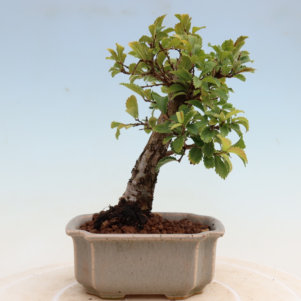 Vonkajšie bonsaje - Zelkova - Zelkova NIRE