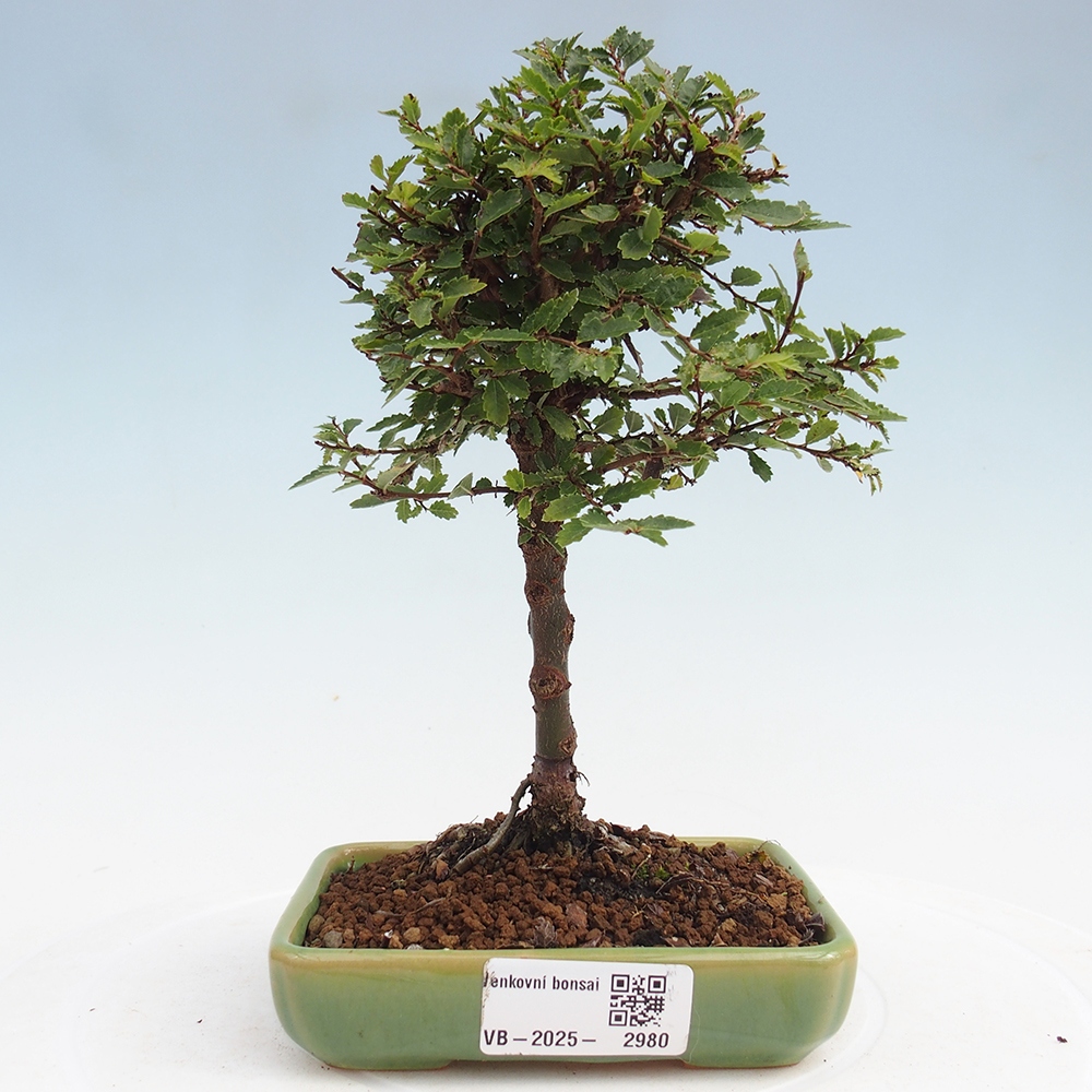 Vonkajší bonsai - Ulmus parvifolia Sagei - Malolistý brest
