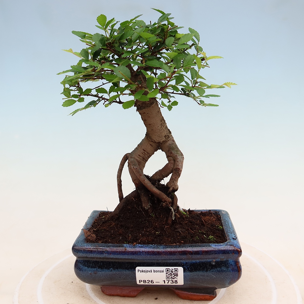 Izbový bonsaj - Ulmus parvifolia - brest malolistý