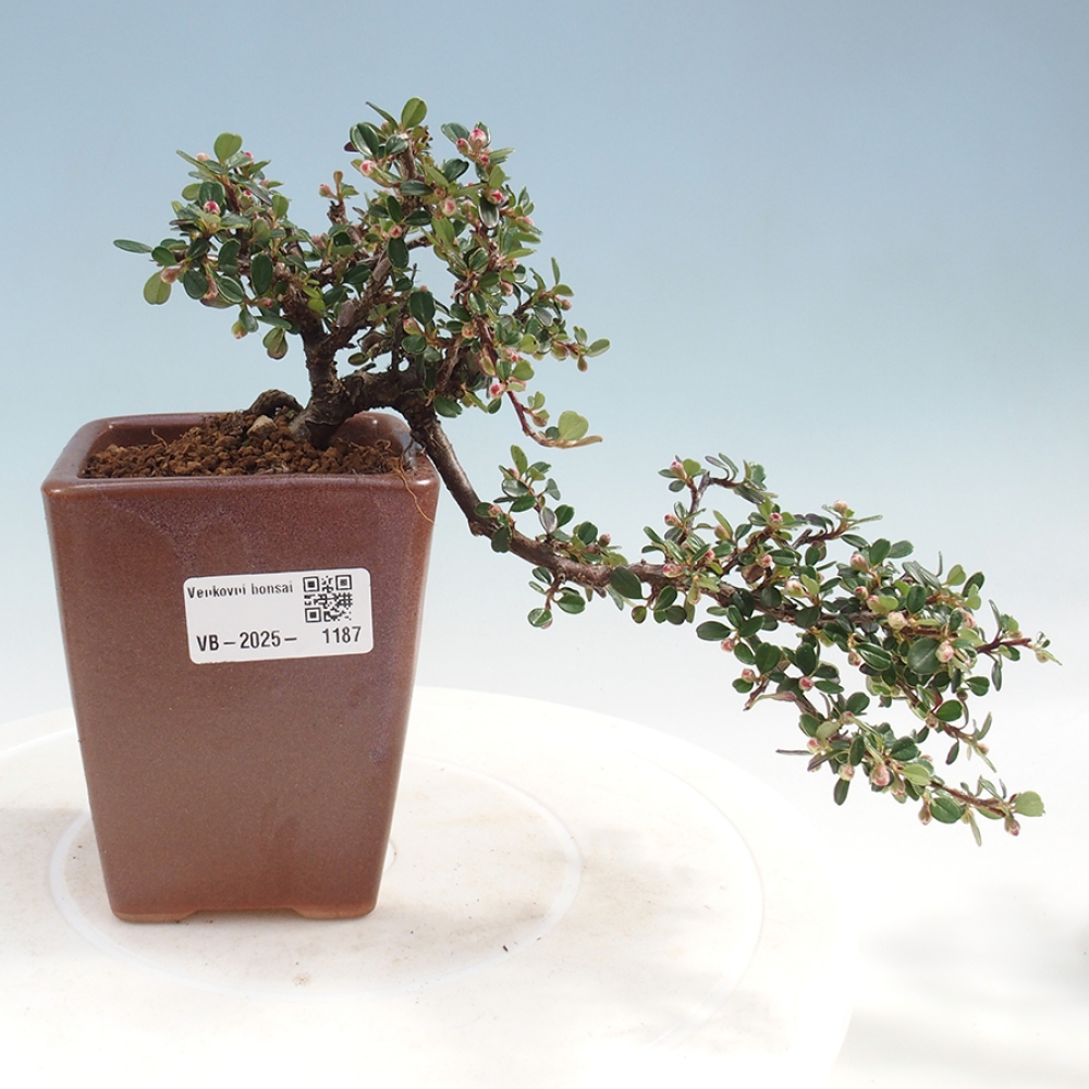 Vonkajší bonsai - Cotoneaster horizontalis - Skalník