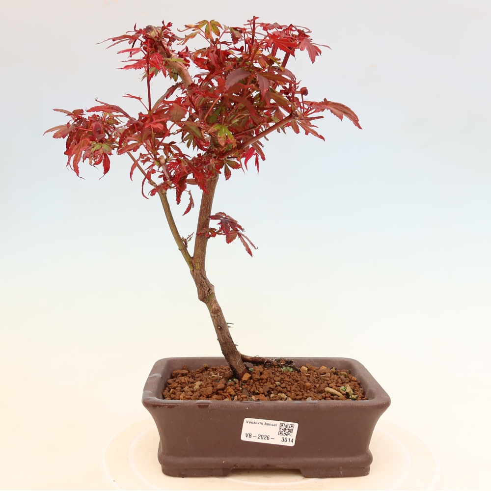 Vonkajší bonsai – javor dlaňolistý – Acer palmatum Berry Broom 