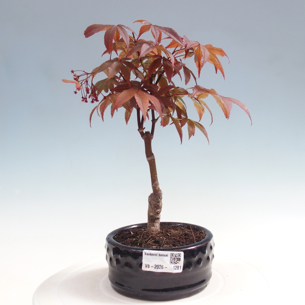 Vonkajšia bonsaj - palma Acer. Atropurpureum-Javor palmový