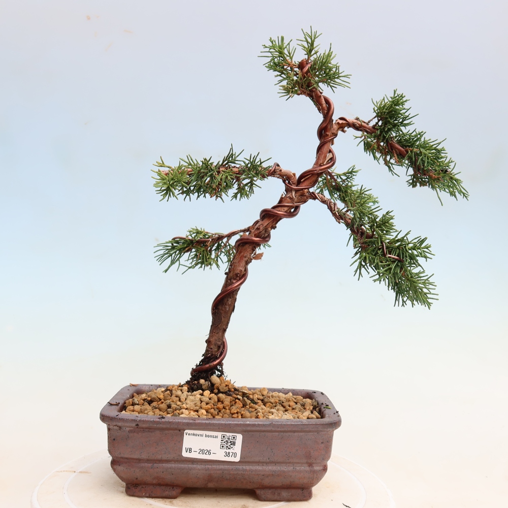 Vonkajší bonsaj - Juniperus chinensis Kishu