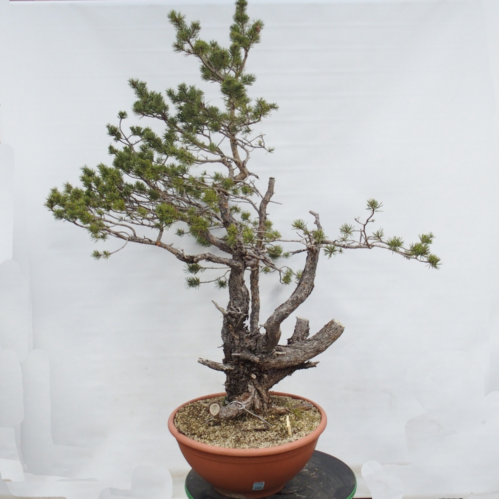 Yamadori - Pinus sylvestris Španielsko
