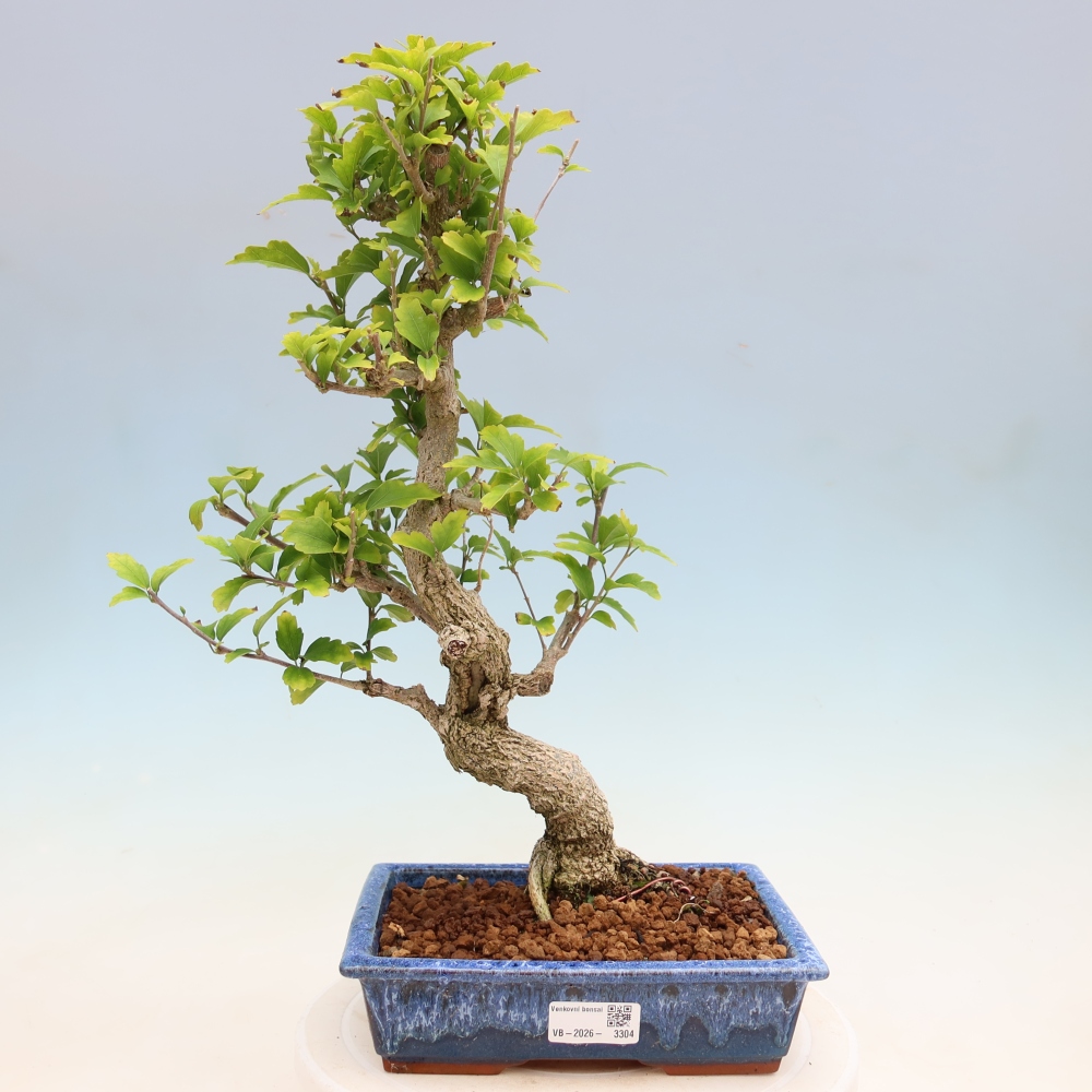 Vonkajší bonsai – Hibiscus syriacus – ibištek sýrsky