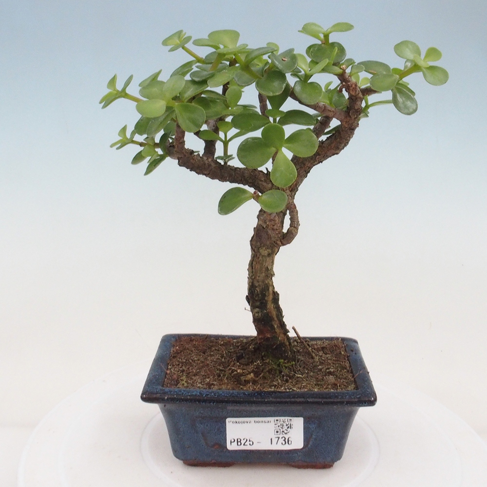 Izbová bonsai - Portulakaria Afra - Tlustice