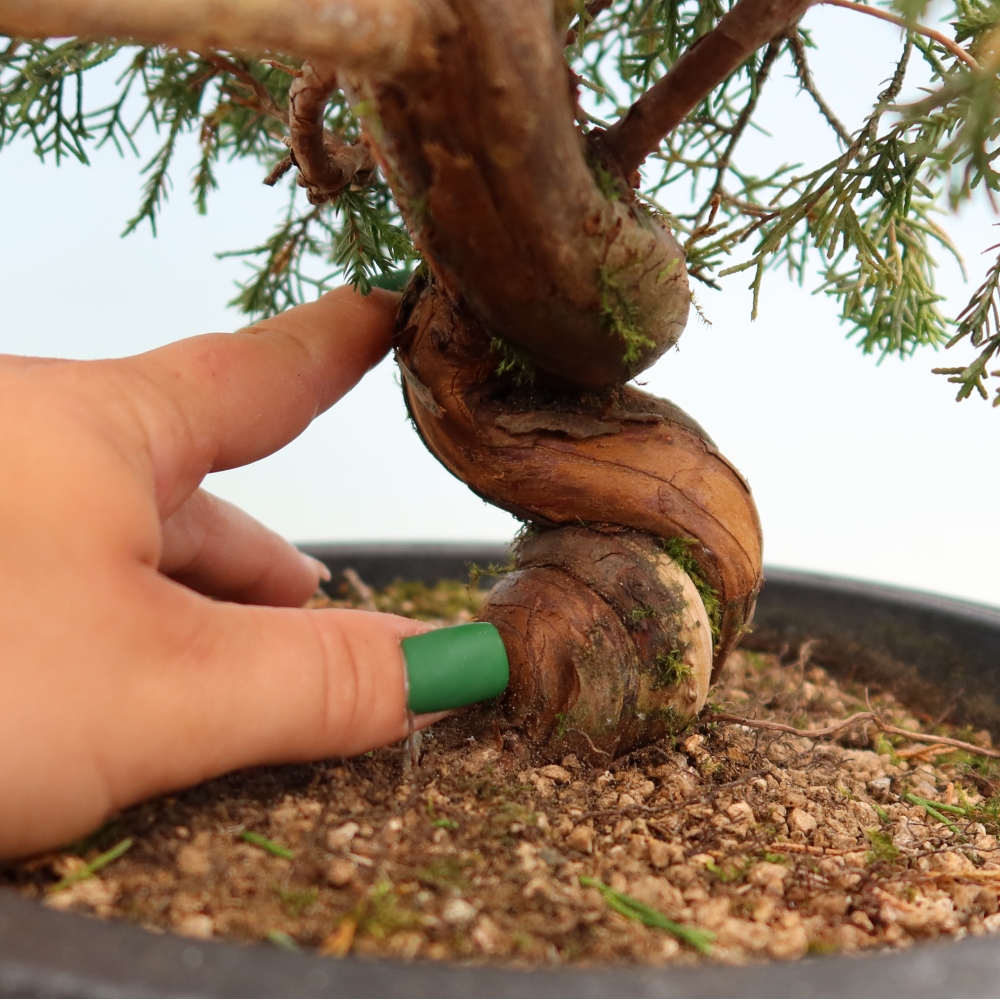 Vonkajší bonsai – Juniperus chinensis Itoigawa – čínsky jalovec