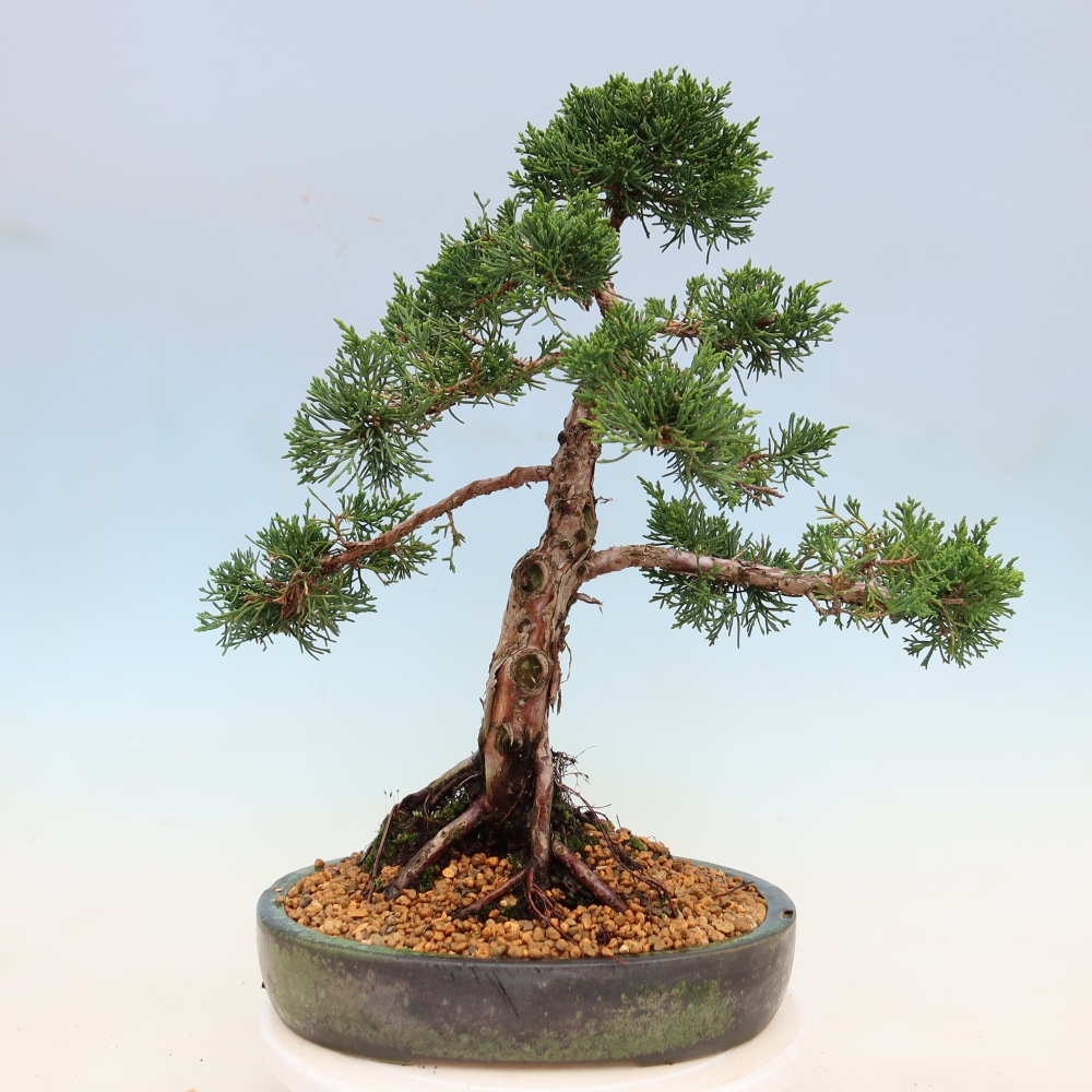 Vonkajší bonsaj - Juniperus chinensis Kishu