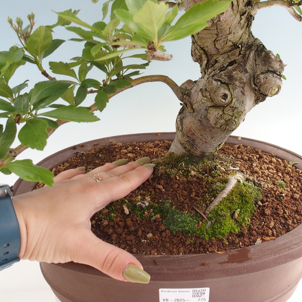 Vonkajší bonsai - Hloh klinovitý - Crataegus cuneata