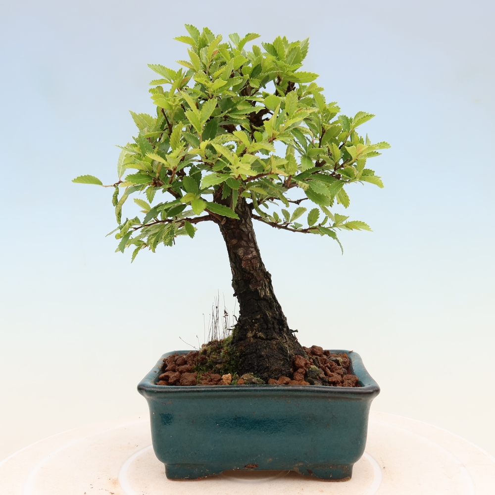 Vonkajšie bonsaje - Zelkova - Zelkova NIRE