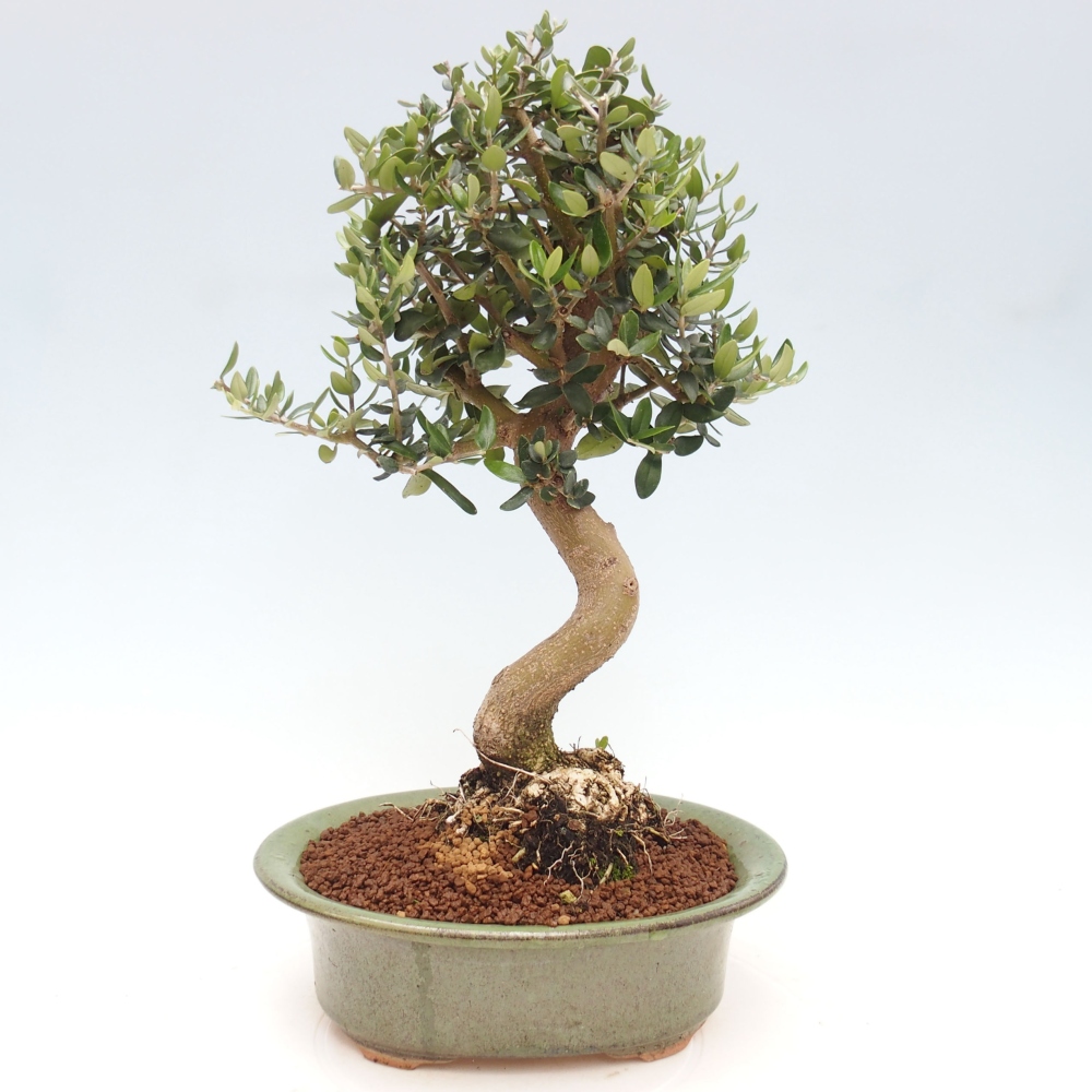 Izbová bonsai - Olea europaea sylvestris -Oliva evropská drobnolistá