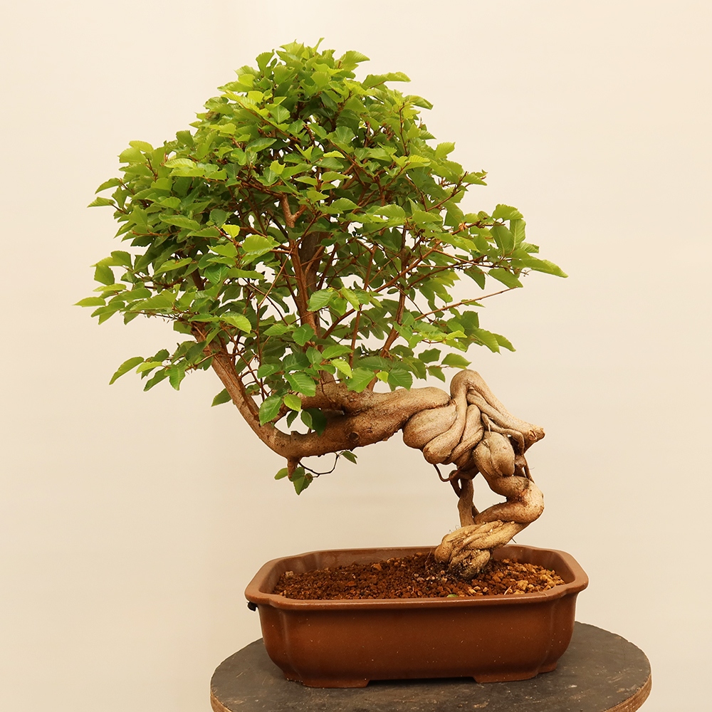 Vonkajší bonsai -Carpinus Coreana - Hrab kórejský