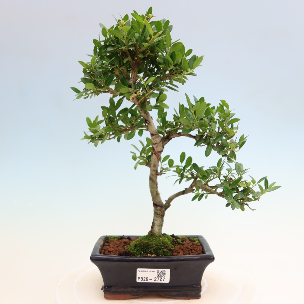 Izbový bonsaj - Ilex crenata - Cesmína