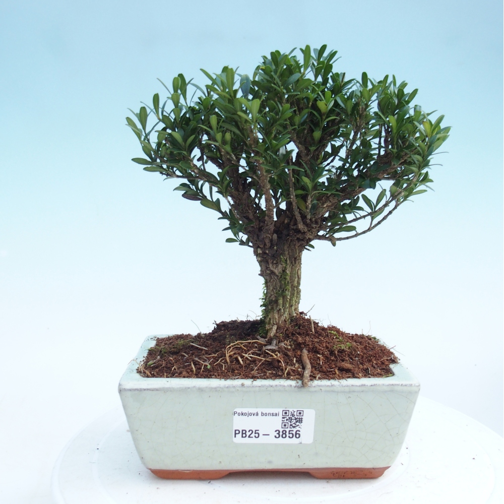 Izbové bonsaje - Buxus harlandii - korkový buxus