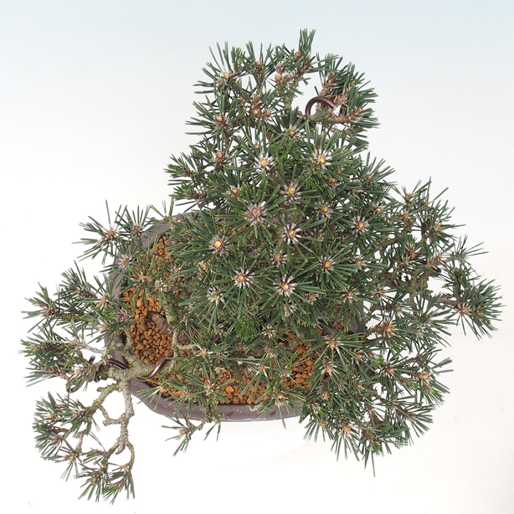 Vonkajšia bonsaj - Pinus thunbergii Kotobuki - borovica Thunbergova