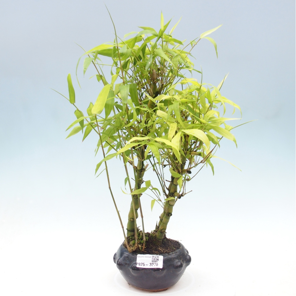 Izbové bonsaje - Bambusové brucho - Bambusové brucho