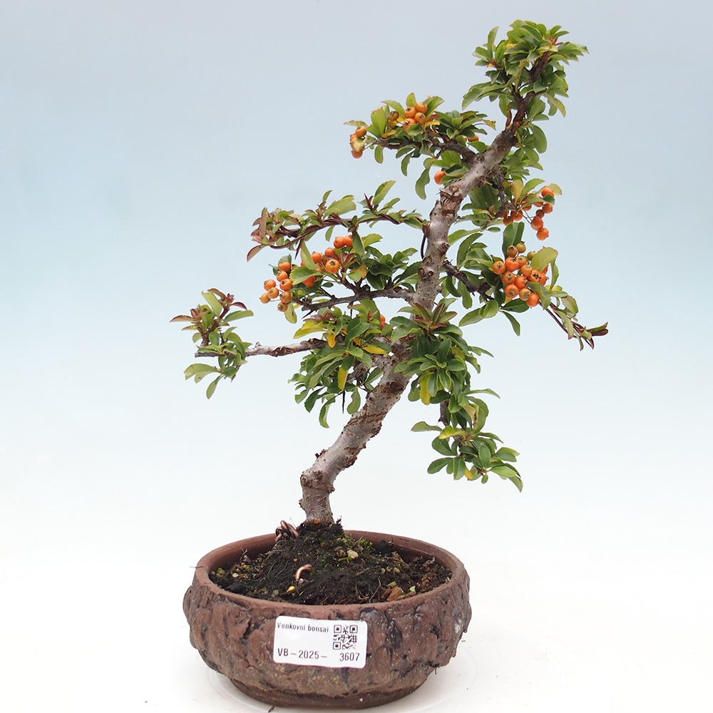 Vonkajšia bonsai-Pyracanta Teton -Hlohyně