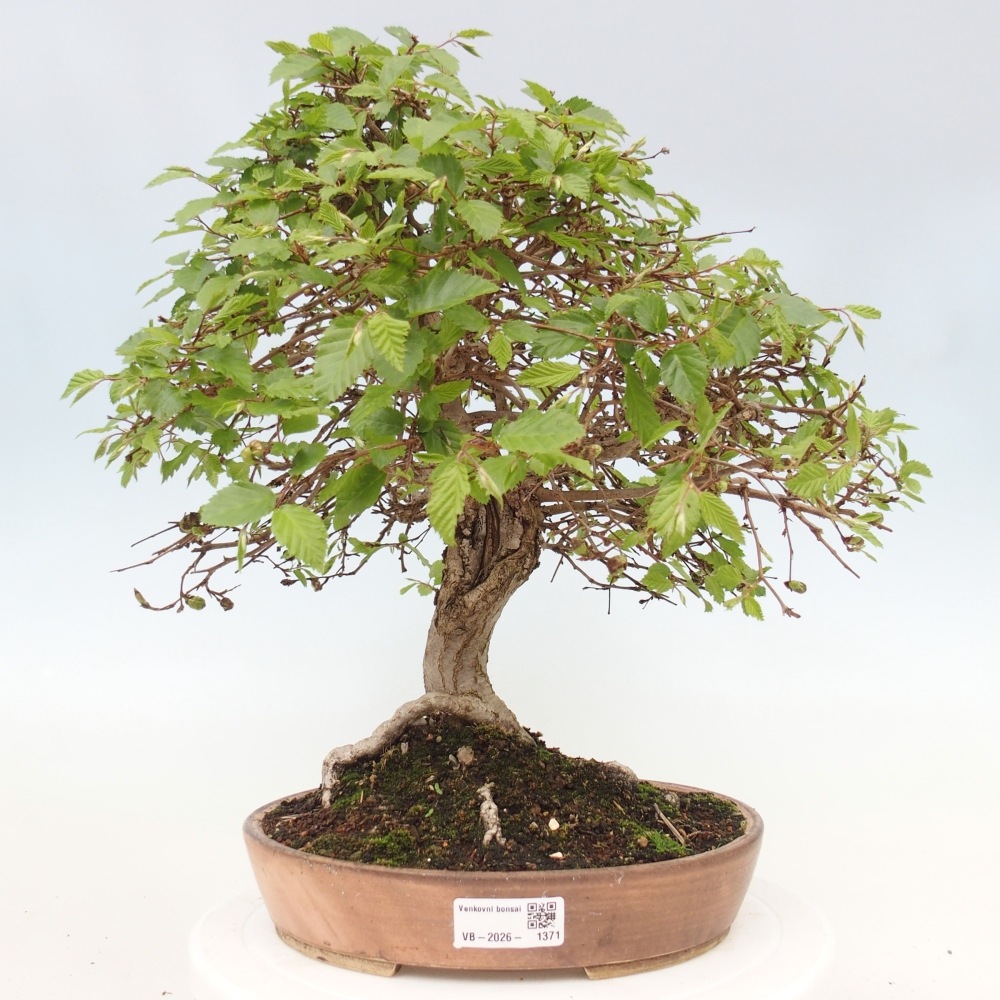 Vonkajšie bonsaje -Carpinus CARPINOIDES - Hrab kórejský
