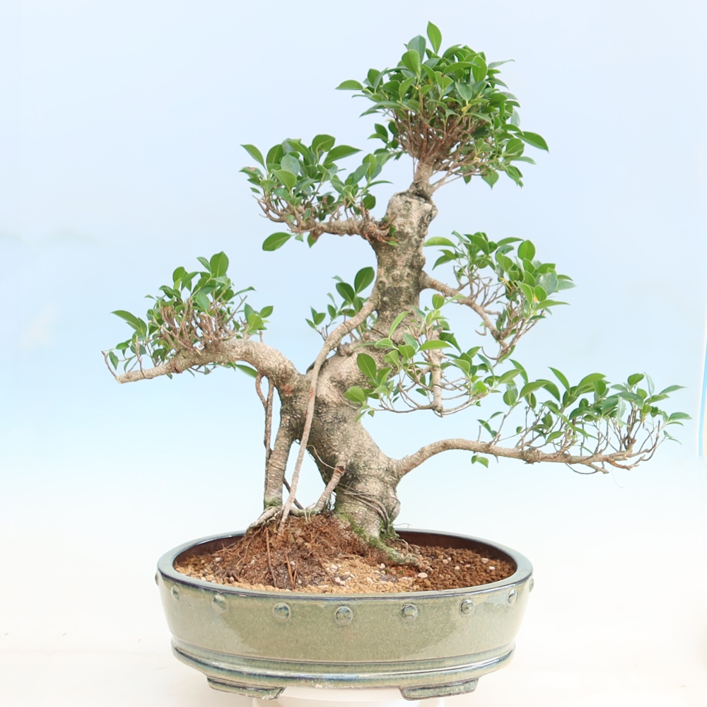 Izbové bonsaje - Ficus kimmen - drobnolistý fikus