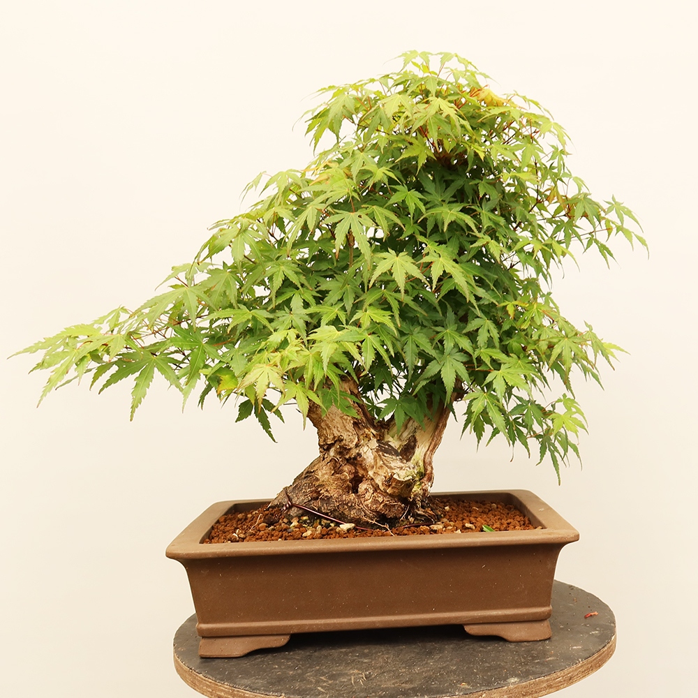 Vonkajšie bonsaje - Maple palmatum - Palmy