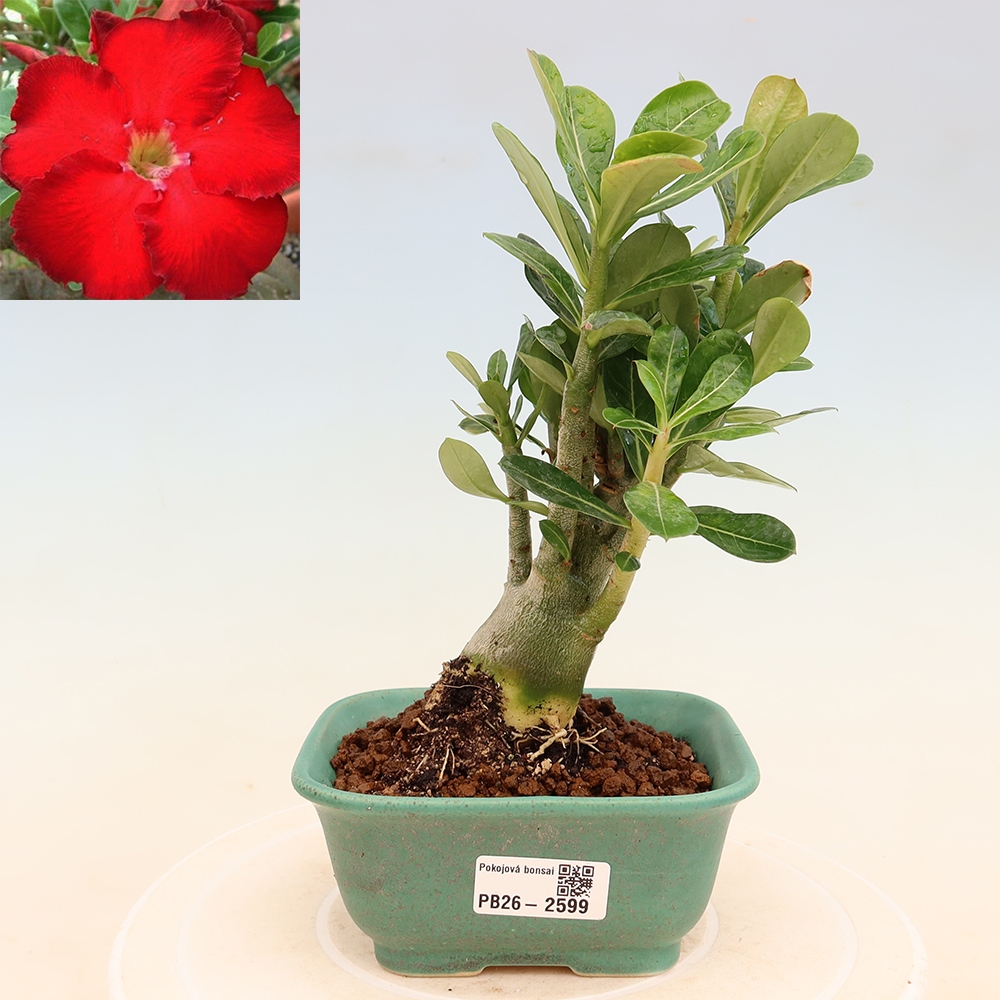 Izba bonsai – Adenium obesum Red Star – Púštna ruža