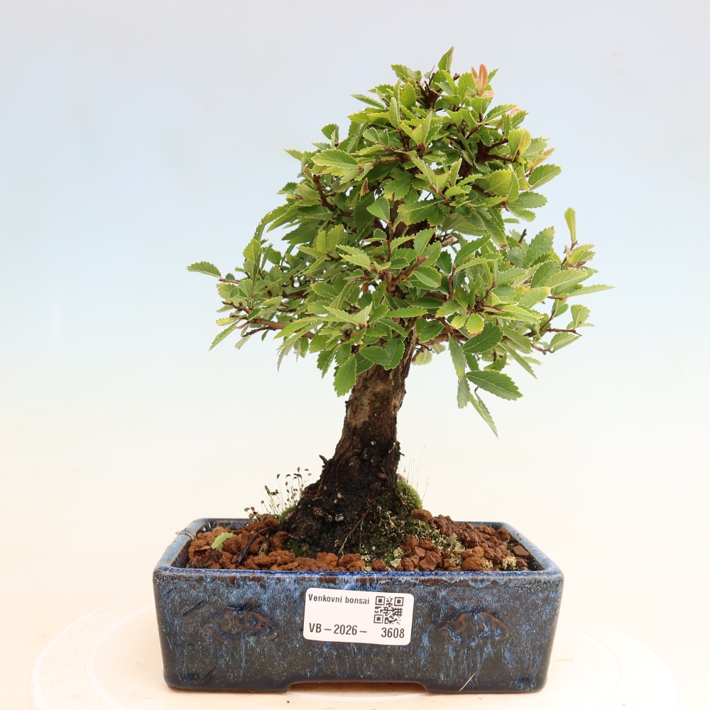 Vonkajšie bonsaje - Zelkova - Zelkova NIRE