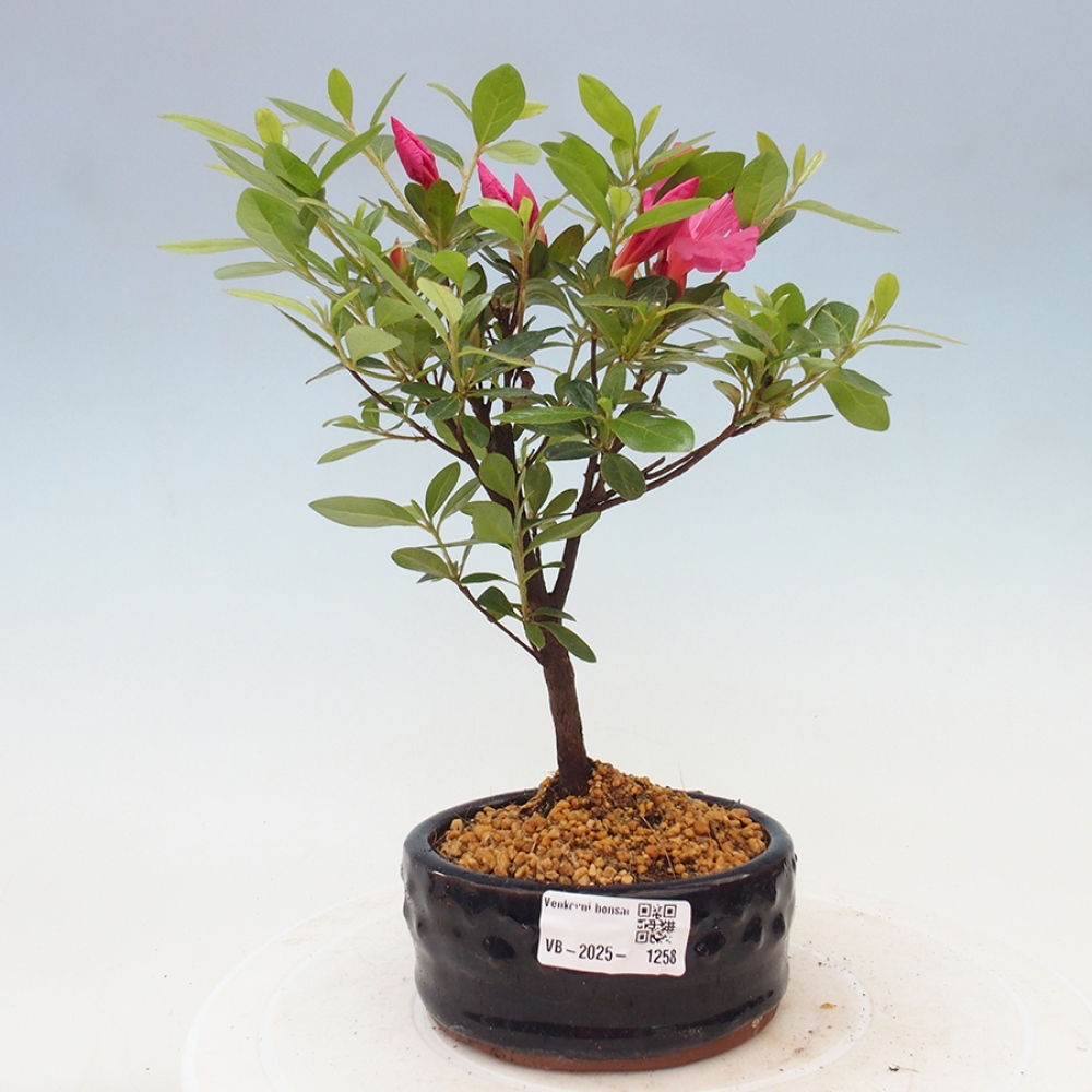 Vonkajší bonsai - Japonská azalka - Azalea sp.