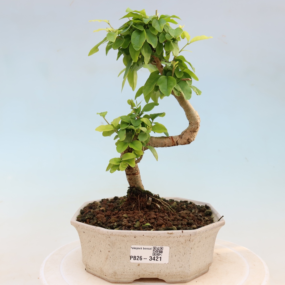 Izbový bonsaj -Ligustrum chinensis - Vtáčí zobák