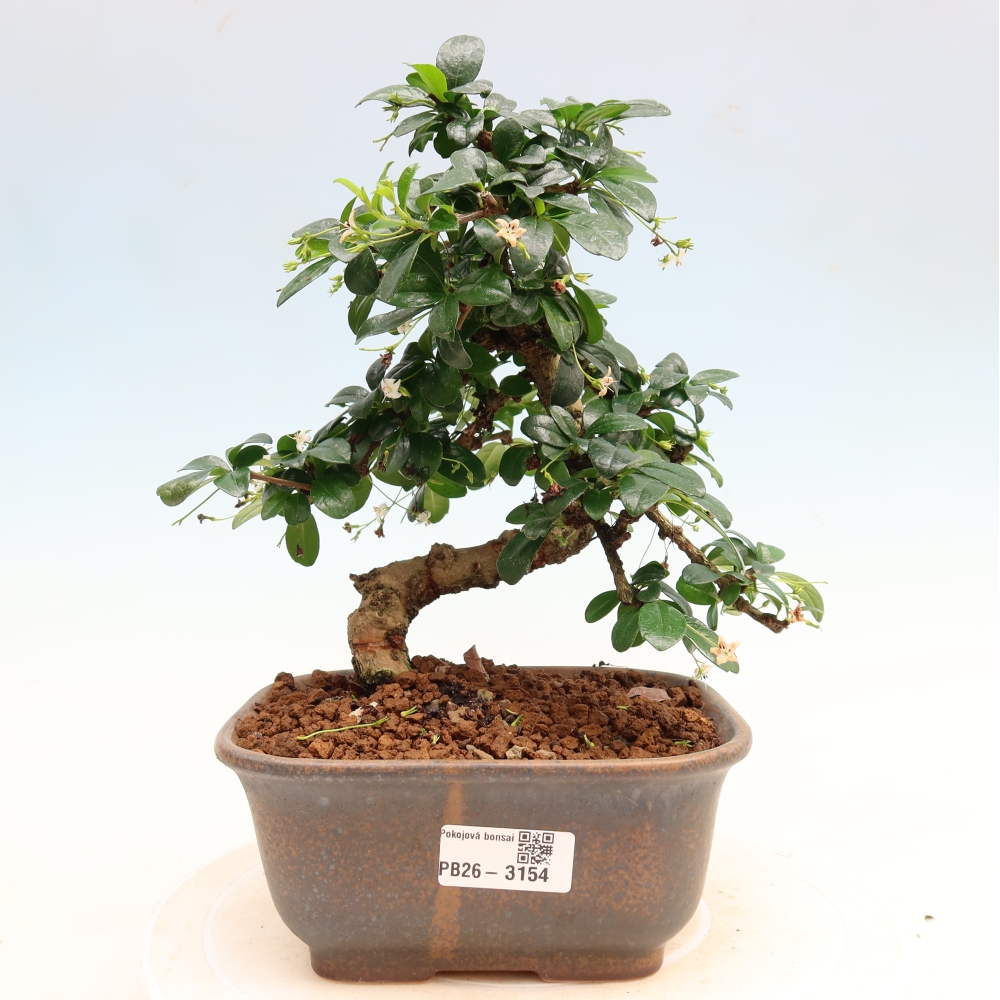 Izbové bonsaje - Carmona macrophylla - Tea fuki