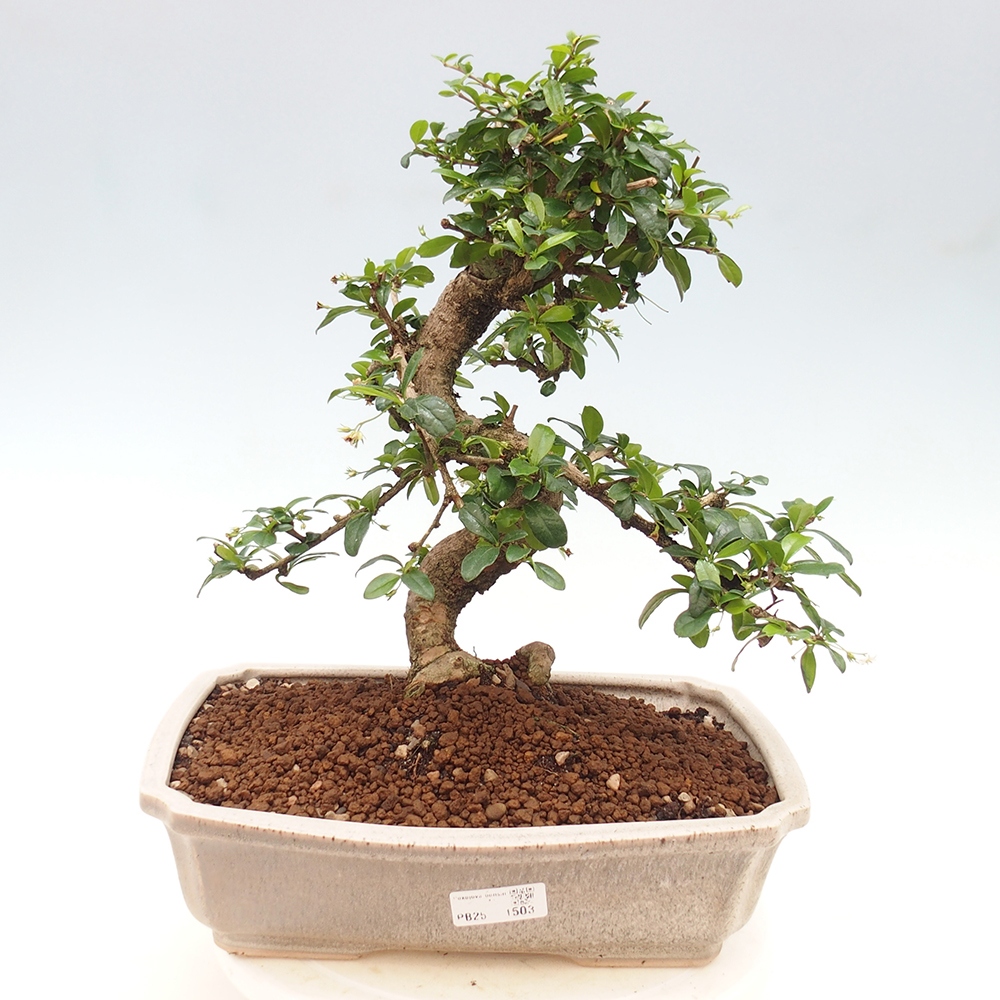 Izbová bonsai - Carmona macrophylla - Čaj fuki