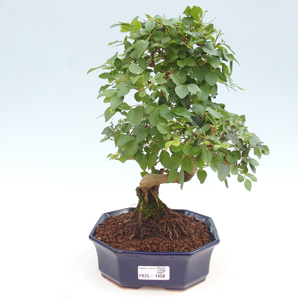 Izbová bonsai -Ligustrum chinensis - Vtáčí zob