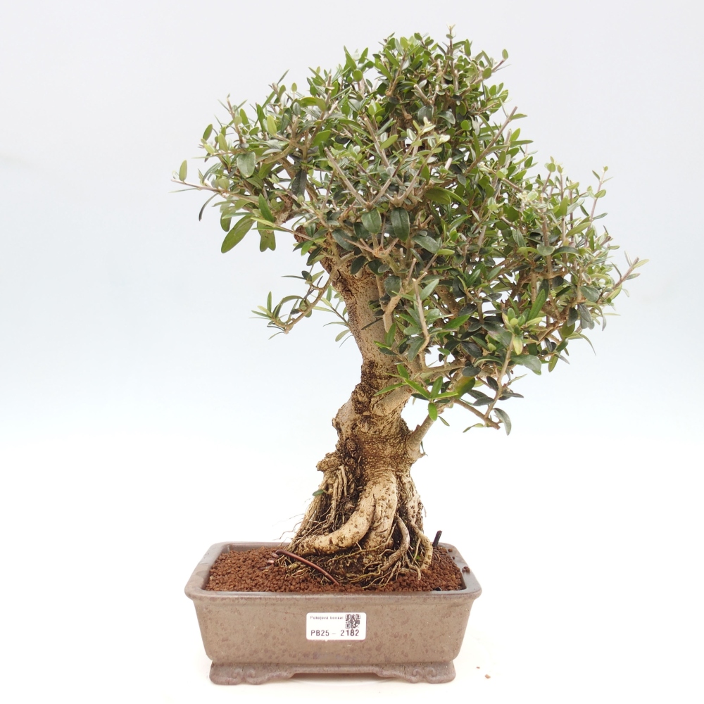 Izbová bonsai - Olea europaea sylvestris -Oliva evropská drobnolistá