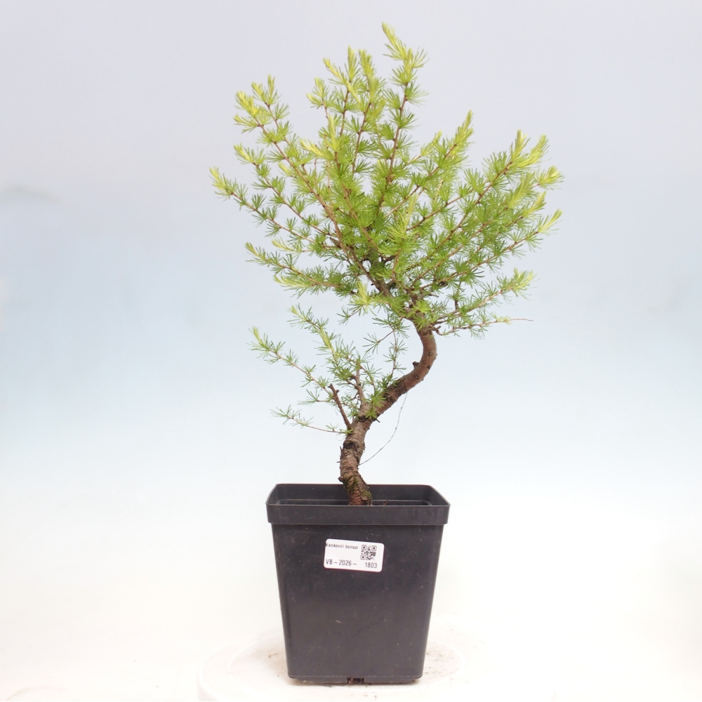Vonkajšie bonsaje -Larix decidua - Smrekovec
