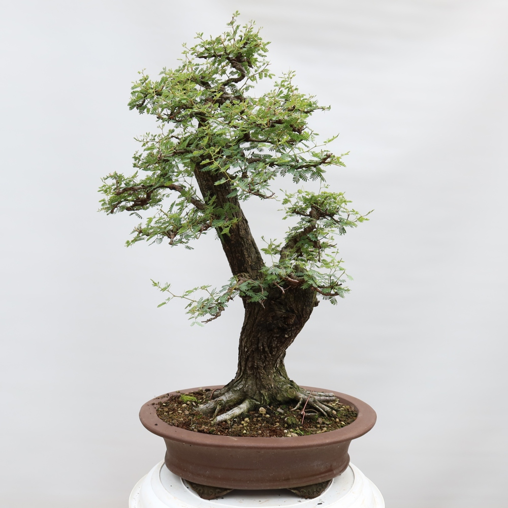 Izba bonsai – Akacia Arabica