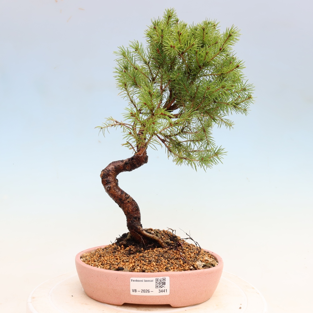 Vonkajší bonsai – Smrek sivý – Picea glauca globe