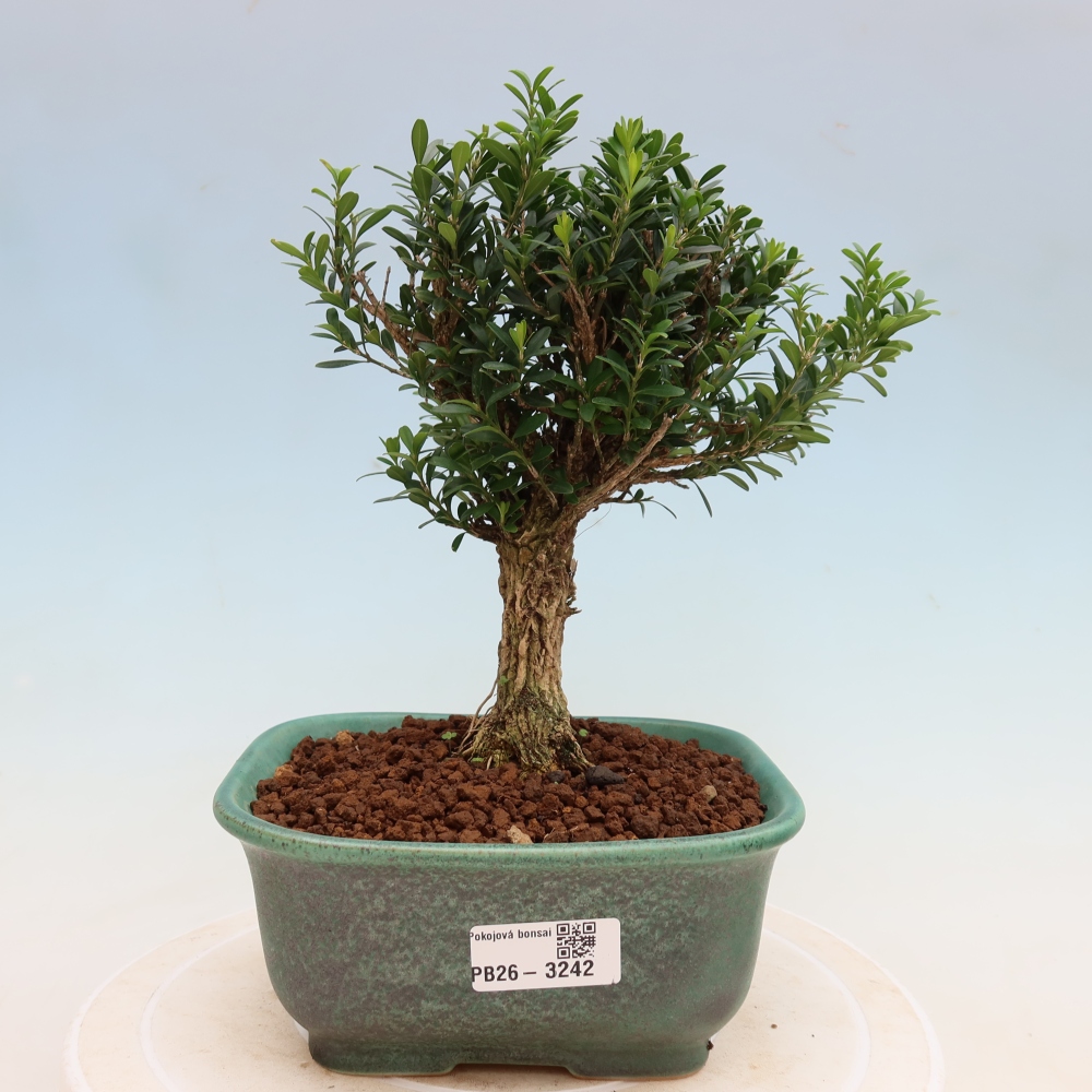 Izbové bonsaje - Buxus harlandii - korkový buxus