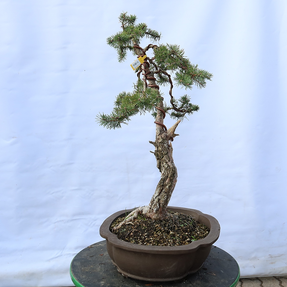 Pinus sylvestris Španielsko – borovica lesná