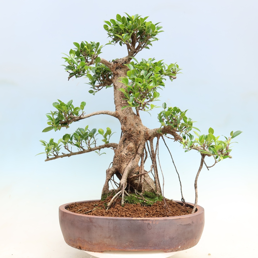 Izbové bonsaje - Ficus kimmen - drobnolistý fikus