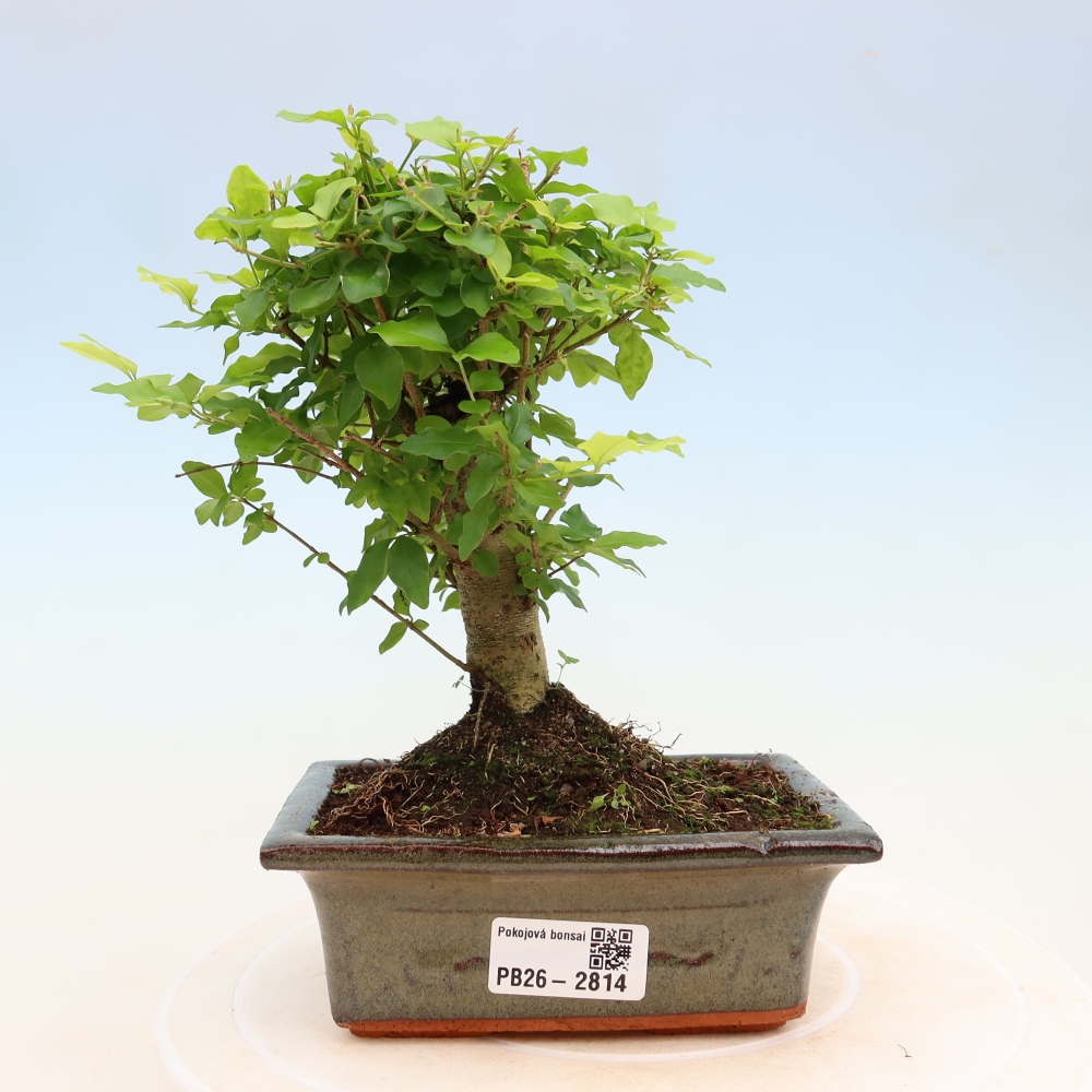 Izbový bonsaj -Ligustrum chinensis - Vtáčí zobák