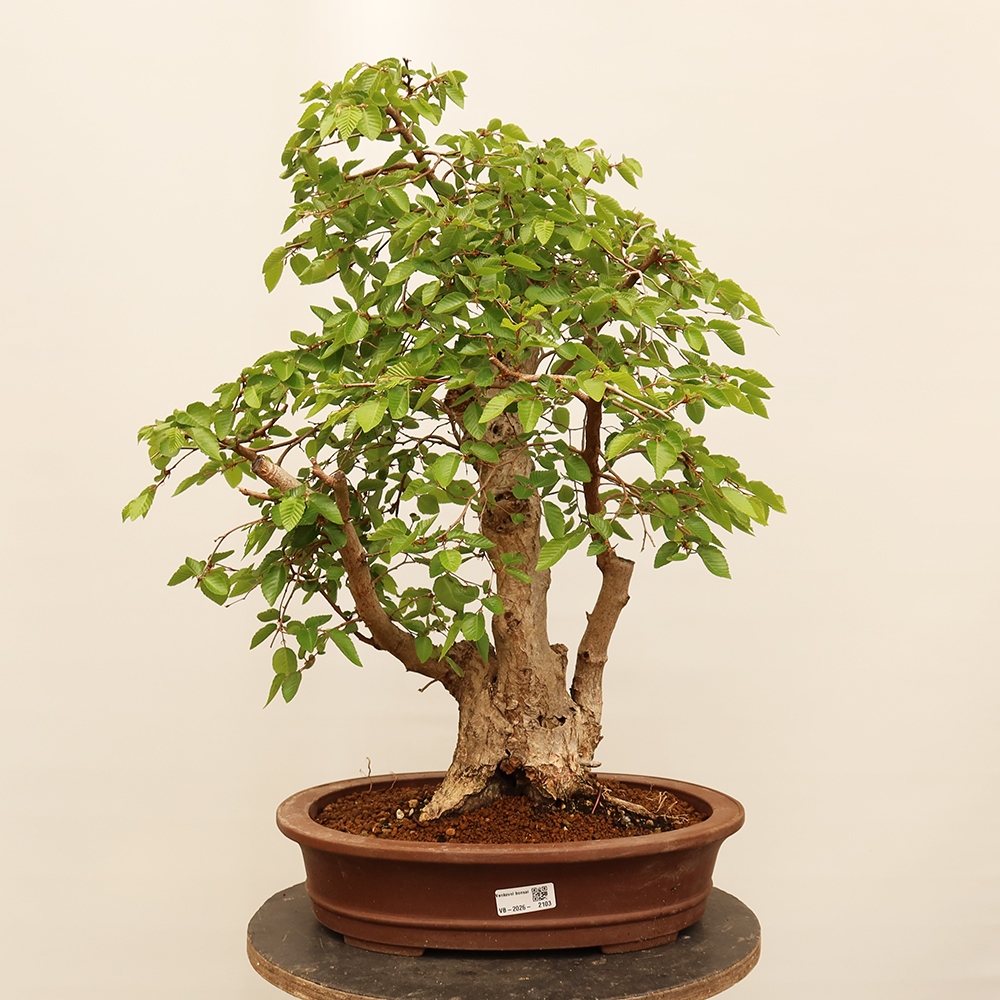 Vonkajší bonsai -Carpinus Coreana - Hrab kórejský