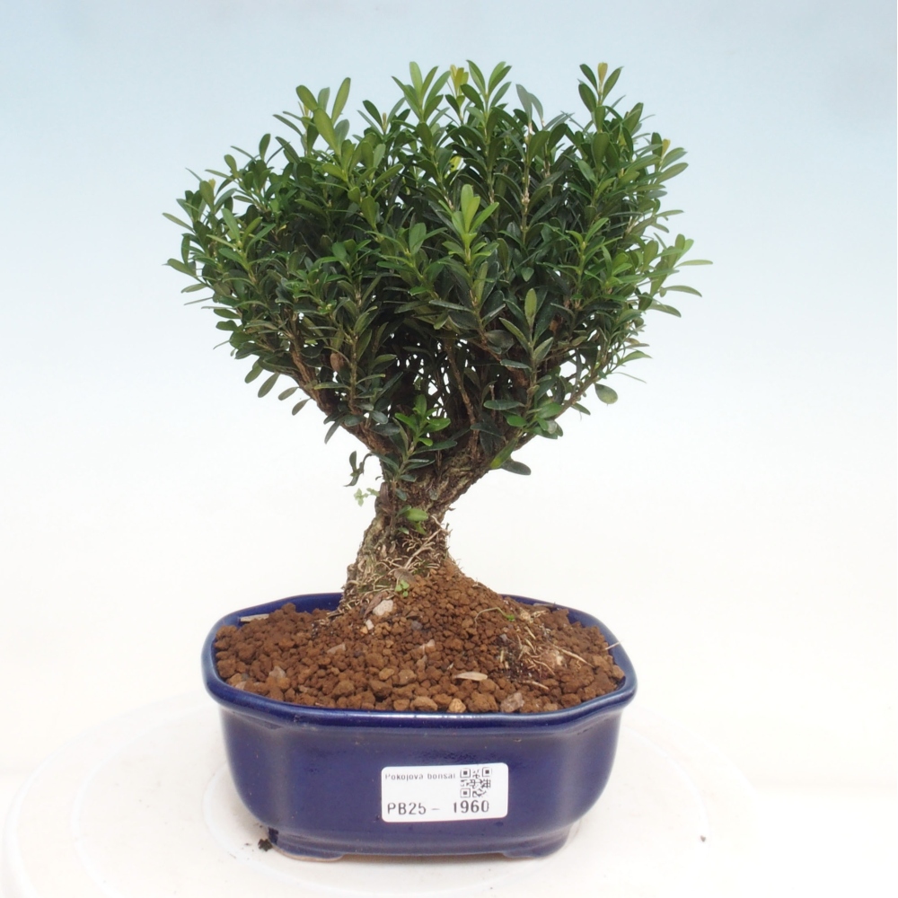 Izbová bonsai - Buxus harlandii - korkový buxus