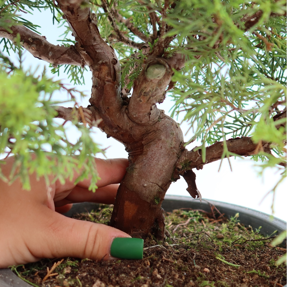 Vonkajší bonsai – Juniperus chinensis Itoigawa – čínsky jalovec